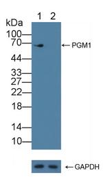 PGM1 Antibody in Western Blot (WB)