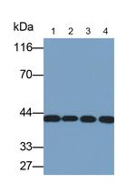 PGK1 Antibody in Western Blot (WB)