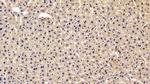 PHPT1 Antibody in Immunohistochemistry (Paraffin) (IHC (P))