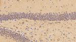 PHPT1 Antibody in Immunohistochemistry (Paraffin) (IHC (P))