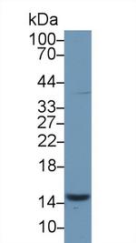 PHPT1 Antibody in Western Blot (WB)