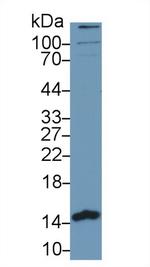PHPT1 Antibody in Western Blot (WB)