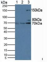 PIK3AP1 Antibody in Western Blot (WB)