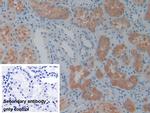 PSAT1 Antibody in Immunohistochemistry (Paraffin) (IHC (P))