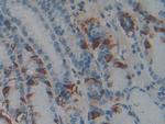 PACAP Antibody in Immunohistochemistry (Paraffin) (IHC (P))