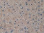 PACAP Antibody in Immunohistochemistry (Paraffin) (IHC (P))