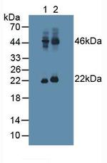 PACAP Antibody in Western Blot (WB)