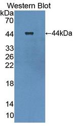 LGALS13 Antibody in Western Blot (WB)