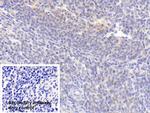 PAFAH1B3 Antibody in Immunohistochemistry (Paraffin) (IHC (P))