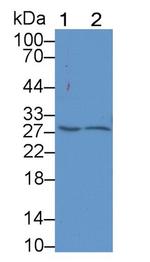 PAFAH1B3 Antibody in Western Blot (WB)