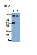 PAFAH1B3 Antibody in Western Blot (WB)
