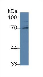 PABPC1L Polyclonal Antibody