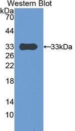 PAPPA Antibody in Western Blot (WB)