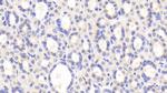 PZP Polyclonal Antibody