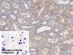 PCYOX1 Polyclonal Antibody