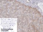 PCYOX1 Antibody in Immunohistochemistry (Paraffin) (IHC (P))