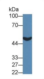 PCYOX1 Antibody in Western Blot (WB)