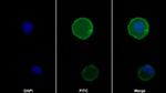 PD-1 Antibody in Immunocytochemistry (ICC/IF)