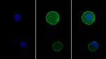 PD-1 Antibody in Immunocytochemistry (ICC/IF)