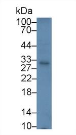 PD-1 Antibody in Western Blot (WB)