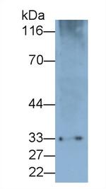 PD-1 Antibody in Western Blot (WB)