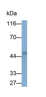 PD-L1 Antibody in Western Blot (WB)