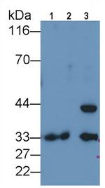 PD-L1 Antibody in Western Blot (WB)