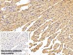 Prohibitin Antibody in Immunohistochemistry (Paraffin) (IHC (P))