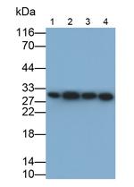 Prohibitin Antibody in Western Blot (WB)