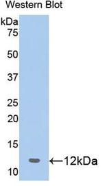 Prohibitin Antibody in Western Blot (WB)