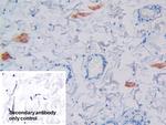 GCDFP-15 Antibody in Immunohistochemistry (Paraffin) (IHC (P))