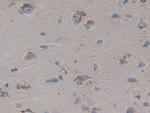 PSAP Antibody in Immunohistochemistry (Paraffin) (IHC (P))