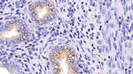 PSAP Antibody in Immunohistochemistry (Paraffin) (IHC (P))