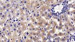 PSAP Antibody in Immunohistochemistry (Paraffin) (IHC (P))