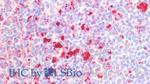 PSAP Antibody in Immunohistochemistry (Paraffin) (IHC (P))