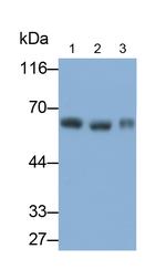PSAP Antibody in Western Blot (WB)