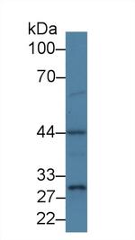 PSMD6 Antibody in Western Blot (WB)
