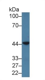 PSMD6 Antibody in Western Blot (WB)