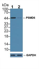 PSMD6 Antibody in Western Blot (WB)