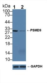 PSMD9 Antibody in Western Blot (WB)