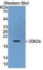 POMP Antibody in Western Blot (WB)