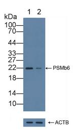 PSMB6 Antibody in Western Blot (WB)
