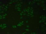 ERp72 Polyclonal Antibody
