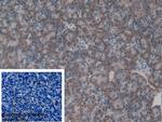 ERp72 Antibody in Immunohistochemistry (Paraffin) (IHC (P))