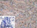 ERp72 Antibody in Immunohistochemistry (Paraffin) (IHC (P))