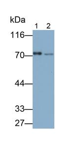 ERp72 Antibody in Western Blot (WB)
