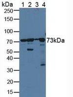 ERp72 Antibody in Western Blot (WB)