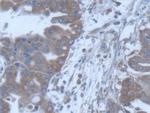 POFUT1 Antibody in Immunohistochemistry (Paraffin) (IHC (P))