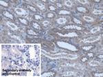 POFUT1 Antibody in Immunohistochemistry (Paraffin) (IHC (P))