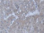 POFUT1 Antibody in Immunohistochemistry (Paraffin) (IHC (P))